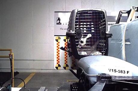 制藥公司認為人造器官將終結(jié)動物實驗