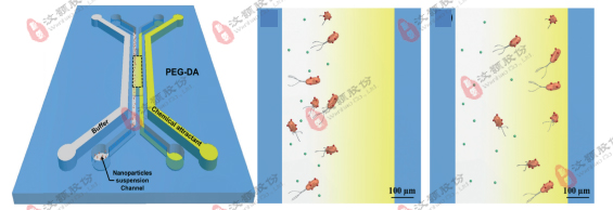 微流控濃度梯度芯片在模式生物趨化領(lǐng)域應(yīng)用