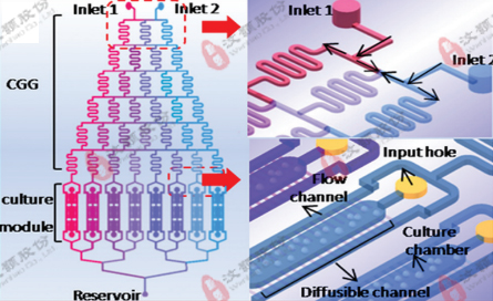 微流控濃度梯度芯片在化學(xué)因子毒性評(píng)價(jià)領(lǐng)域應(yīng)用