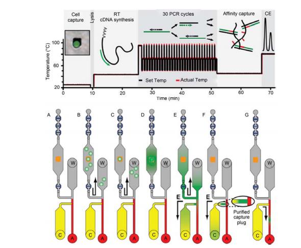 集成微流控芯片對單細(xì)胞中基因表達(dá)量的全集成分析過程示意圖[21] A~C: 單細(xì)胞被捕獲在微金“島嶼”上; D, E: 細(xì)胞被裂解, mRNA 逆轉(zhuǎn)錄合成 cDNA, PCR 擴增; F: 一段親和柱有效富集目標(biāo)基因片段; G: 目標(biāo) 基因片段電泳分離與檢測. 全過程在 80 min 之內(nèi)完成