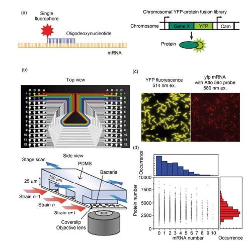 集成微流控芯片用于分析單個細(xì)胞中的單分子水平的 mRNA 和蛋白質(zhì)表達(dá)[25] (a) 熒光標(biāo)記的寡聚脫氧核糖標(biāo)記單個 mRNA 分子, 黃色熒光蛋白融合的基因標(biāo)記表達(dá)后的蛋白分子; (b) 芯片俯視圖和實驗裝置示意圖; (c) YFP 在細(xì)胞中的表達(dá), 顯示出被轉(zhuǎn)錄和翻譯的基因; 與該基因?qū)?yīng)的 mRNA 被轉(zhuǎn)錄; (d) 在某時刻時的 mRNA 轉(zhuǎn)錄水平和對應(yīng)基因的蛋白 質(zhì)被翻譯水平關(guān)系圖, 表明在該時刻轉(zhuǎn)錄水平和翻譯水平之間沒有顯著的相關(guān)性