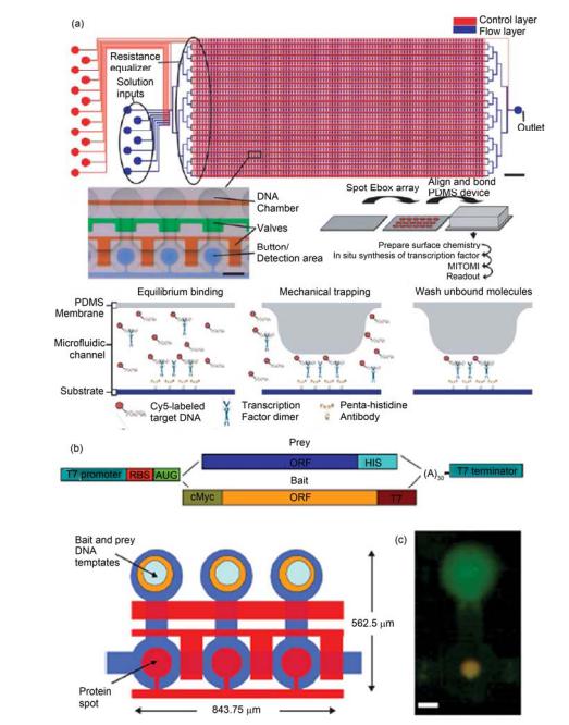 高通量集成微流控芯片中利用機械力限制捕獲弱相互作用保留測定和繪制轉(zhuǎn)錄因子和蛋白相互作用譜圖 (a) 集成 2400 反應(yīng)腔室和 7233 個微閥的芯片示意圖, 測定轉(zhuǎn)錄因子與目標(biāo) DNA 結(jié)合作用力的測定過程; (b), (c) 利用體外蛋白翻譯系統(tǒng)結(jié) 合芯片中限制捕獲弱相互作用保留研究蛋白間相互作用芯片示意圖和實際測定中的熒光照片