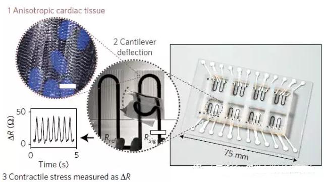 集成傳感系統(tǒng)的心臟器官芯片設計