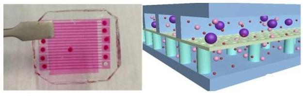 用于循環(huán)腫瘤細(xì)胞（CTCs）分選-計(jì)數(shù)的微流控芯片示意圖