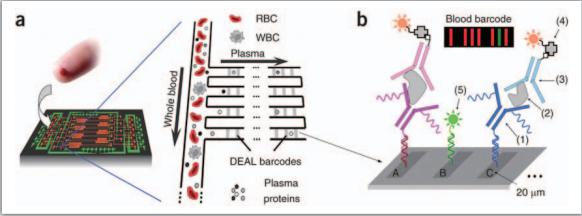 整合式微流控芯片可進行血球血漿分離及細胞激素之檢測