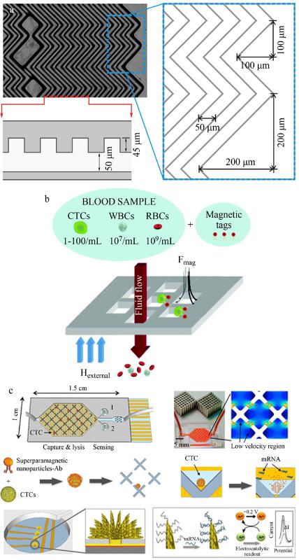CTCs親和分選裝置(a)魚骨結(jié)構(gòu)微漩渦發(fā)生器、(b)抗體標(biāo)記的磁性粒子捕獲CTCs及(c)速度谷分選芯片、電化學(xué)裂解電極、納米結(jié)構(gòu)傳感器的示意圖
