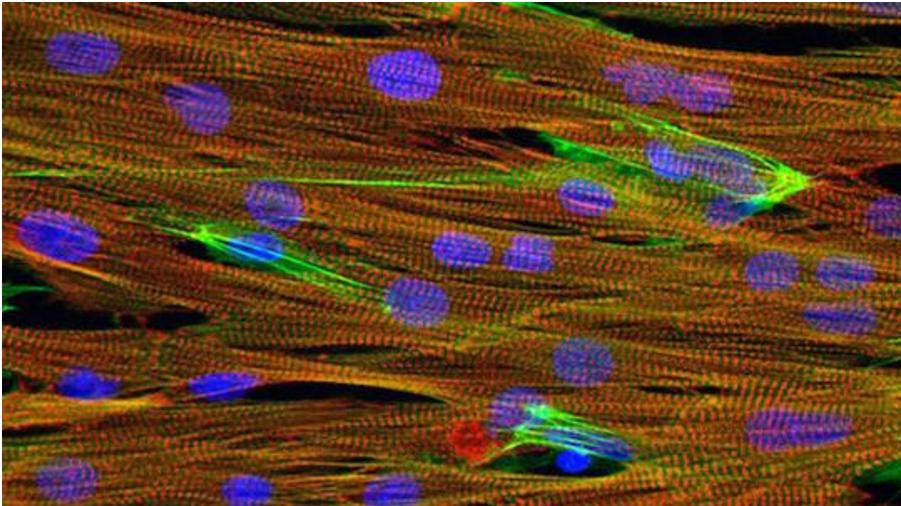芯片上實(shí)驗(yàn)小白鼠心臟組織的顯微圖像，心肌細(xì)胞（紅色）、細(xì)胞核（藍(lán)色）和肌動蛋白（綠色）