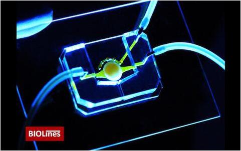 擁有微流控通道（黃色）的眼睛芯片，能夠?qū)I養(yǎng)物質(zhì)帶給位于圓形支架中心的細(xì)胞。該團(tuán)隊(duì)還開發(fā)了一個微工程眼瞼，能夠在芯片上模擬眨眼