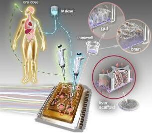 人體芯片的藝術(shù)表現(xiàn)接近于體外生物學(xué)，生物工程設(shè)備培養(yǎng)了許多能夠代表每個器官最小功能單元的3D組織培養(yǎng)