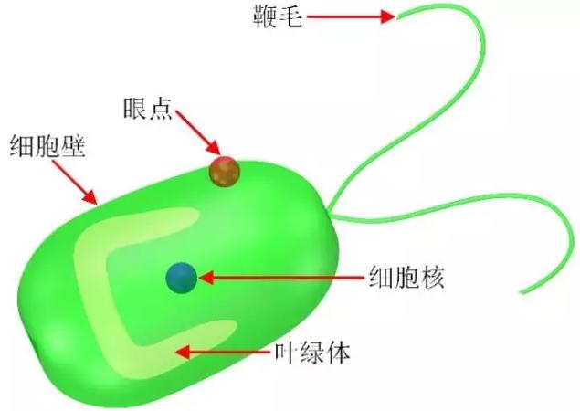 藻類細(xì)胞機器人示意圖