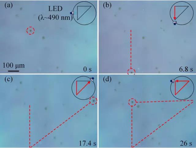 藻類細(xì)胞機器人沿著三角形軌跡運動