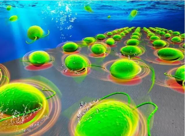 Lab on a Chip封面刊載中科院沈陽自動化所藻類細(xì)胞機器人的科研成果