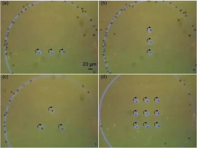 藻類細(xì)胞定向旋轉(zhuǎn)陣列