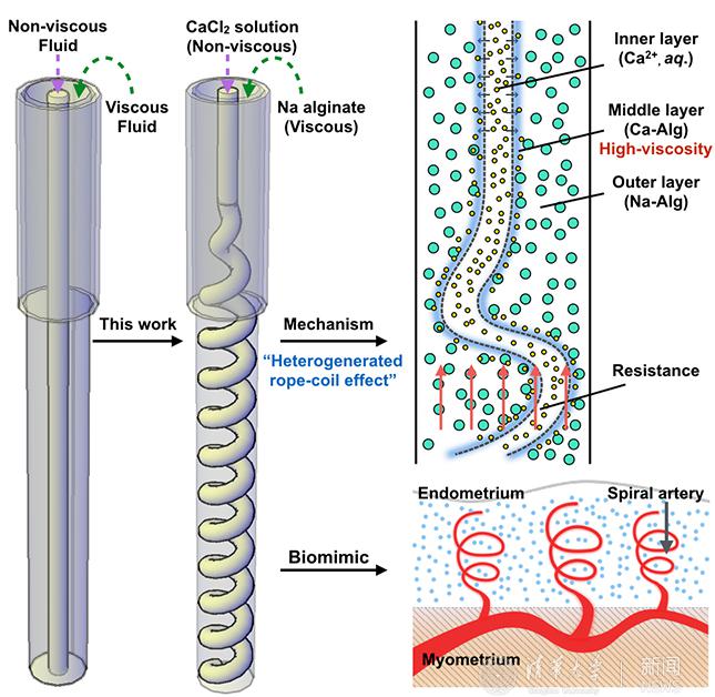 含螺旋血管通道的水凝膠纖維制備技術(shù)上取得新進(jìn)展