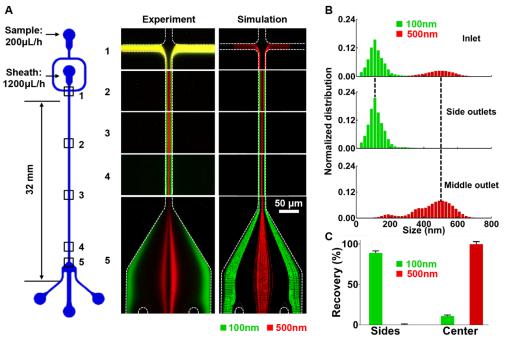 微流控芯片的結(jié)構(gòu)示意圖及不同尺度納米顆粒分離的實(shí)驗(yàn)觀測(cè)與數(shù)值模擬對(duì)比