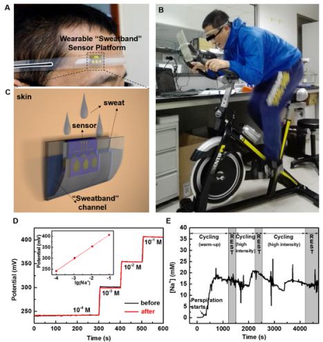 圖2.（A）、（B）和（C）為可穿戴“導(dǎo)汗帶”汗液傳感器設(shè)備的照片和示意圖；（D）汗液傳感器芯片在穿戴前和穿戴后對(duì)不同濃度標(biāo)準(zhǔn)Na＋溶液的校準(zhǔn)曲線；（E）為汗液傳感器在人體上運(yùn)動(dòng)過程中實(shí)時(shí)連續(xù)監(jiān)測(cè)汗液中Na＋濃度變化的曲線圖。