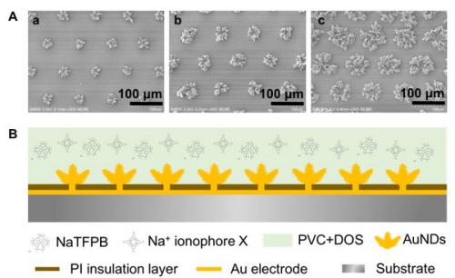 圖1.（A）電沉積制備不同比表面積的三維金納米結(jié)構(gòu)固體接觸傳導(dǎo)陣列電極；（B）全固態(tài)離子選擇性陣列電極構(gòu)建的結(jié)構(gòu)示意圖。