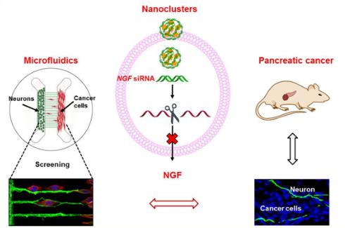 微流控芯片構(gòu)建神經(jīng)-腫瘤研究模型，在靶向胰腺的神經(jīng)微環(huán)境、治療胰腺腫瘤的研究中取得重要進展