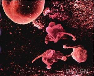 用于組織細(xì)胞培養(yǎng)的常規(guī)實(shí)驗(yàn)室設(shè)備