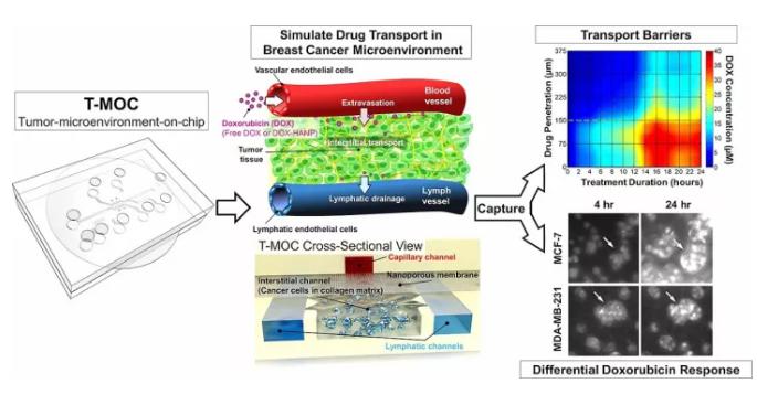 精準(zhǔn)醫(yī)療的有力工具——微流體裝置，模擬癌癥治療與動物研究同樣有效