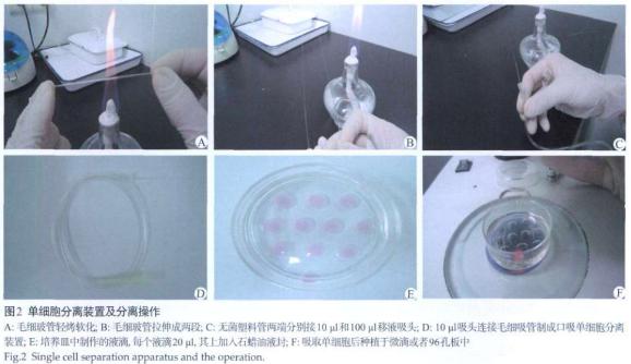 單細(xì)胞分離裝置分離操作