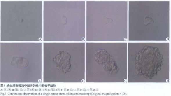 圖3 動(dòng)態(tài)觀察微滴中培養(yǎng)的單個(gè)腫瘤干細(xì)胞