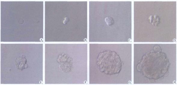 圖4 動(dòng)態(tài)觀察96孔板培養(yǎng)的單個(gè)腫瘤干細(xì)胞