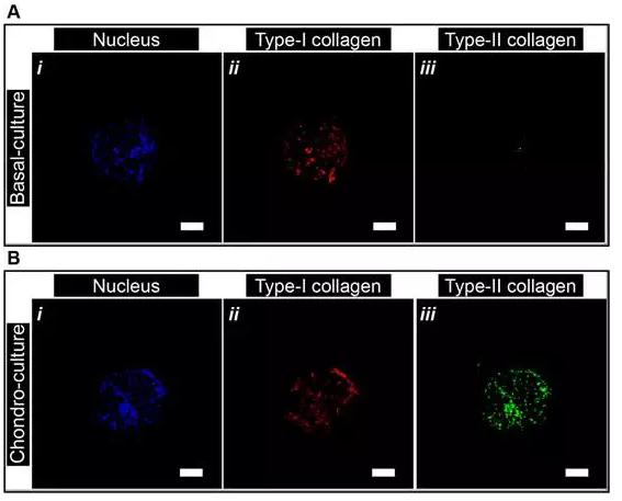 微流控封裝人間充質干細胞用于關節(jié)軟骨組織工程