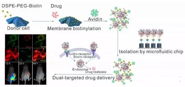 經(jīng)雙配體化學編輯的外泌體在微流控純化后可有效靶向遞送藥物至腫瘤細胞