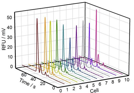 圖2. 10組單個PC-12細胞內(nèi)Na+、K+、Mg2+、Ca2+的電泳譜圖