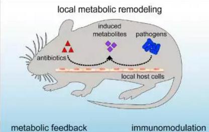 抗生素可不通過(guò)菌群削弱自身效果并改變宿主免疫功能