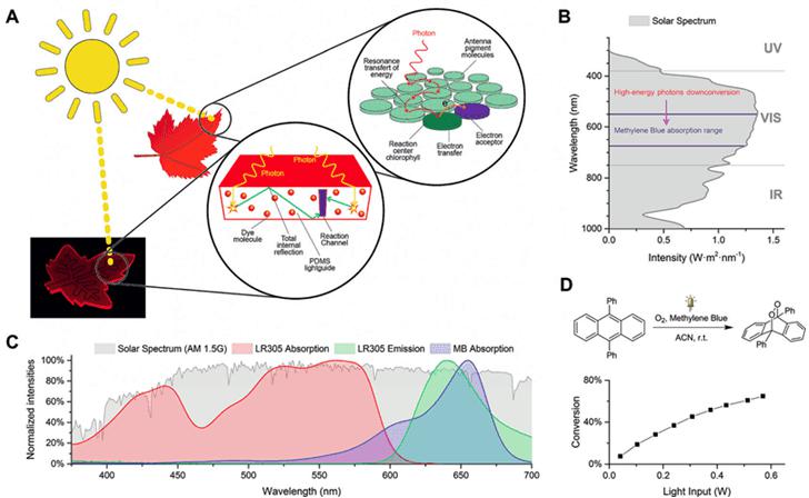 圖1. A.仿葉片微流控光催化裝置的工作原理；B和C.甲基藍（MB）與LR305熒光染料的吸收光譜在太陽光譜中的位置；D. 9,10-二苯基蒽在單線態(tài)氧下的環(huán)化加成反應。圖片來源：Angew. Chem. Int. Ed.