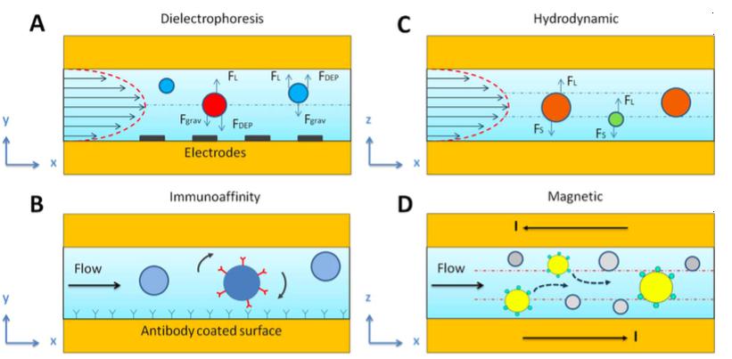 基于內(nèi)部和外部的不同特征，使用微流體技術(shù)分離不同的EV群體