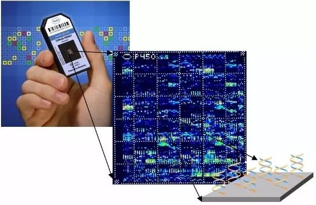 圖4&nbsp;美國Affymetrix公司的CYP450基因生物芯片