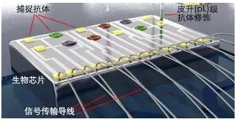 圖5 理邦的m16磁敏生物生物芯片示意圖