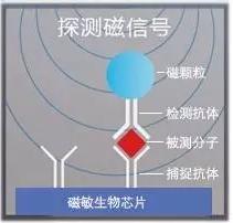 圖6 理邦m16磁敏生物芯片檢測原理