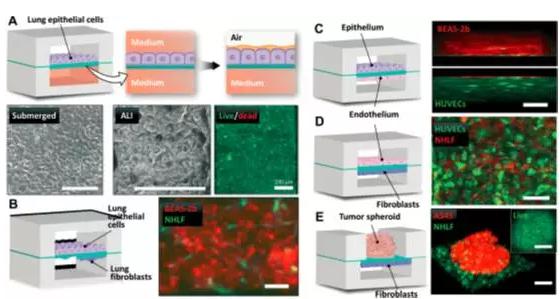 究人員將人肺上皮細胞培養(yǎng)于裝置中，用來重建空氣-肺界面
