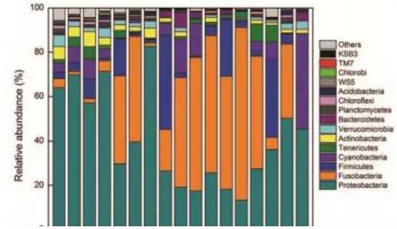 虹鱒魚吃點(diǎn)大蒜，長(zhǎng)得塊菌群也顯獨(dú)特