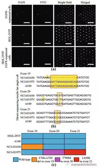 檢測(cè)EGFR多突變