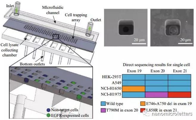 微流控芯片的醫(yī)學(xué)應(yīng)用：?jiǎn)渭?xì)胞識(shí)別和檢測(cè)突變表皮生長(zhǎng)因子受體（EGFR）
