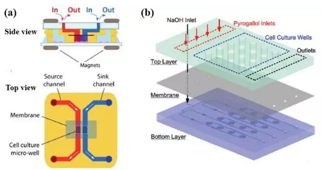 圖2 “薄膜”結(jié)構(gòu)