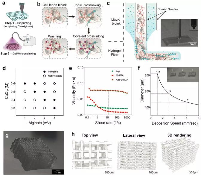 微流控3D組織結(jié)構(gòu)