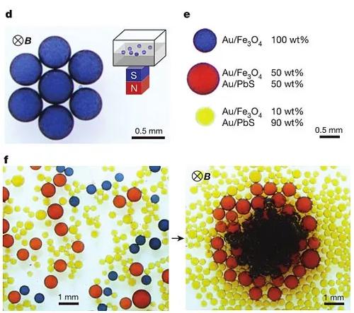 圖2. 液滴對外加磁場的響應(yīng)。圖片來源：Nature