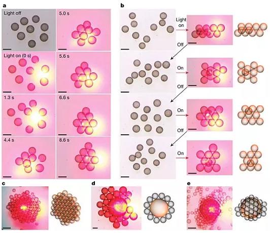 圖3. 光場誘導(dǎo)的液滴活性組裝。