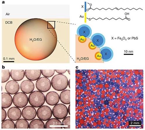 圖1：表面活性劑的設(shè)計及圖像。圖片來源：Nature