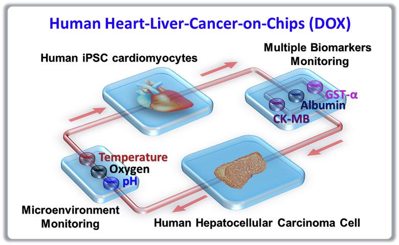 器官芯片技術(shù)