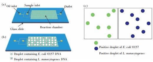 圖5 使用液滴dPCＲ 對E.coliO157 和L.monocytogenes 同時進行檢測