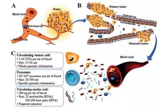 圖1：癌癥的形成（A）、轉(zhuǎn)移（B）及循環(huán)腫瘤標(biāo)志物的特點（C）