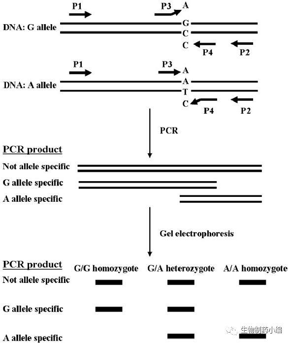 ARMS PCR原理，簡單省錢的方法設(shè)計(jì)設(shè)計(jì)一套引物，分為inside和outside，突變的位點(diǎn)無法配對擴(kuò)增，通過凝膠電泳區(qū)分PCR產(chǎn)品大小來做點(diǎn)突變判斷。
