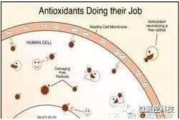 聚合酶鏈反應(yīng)